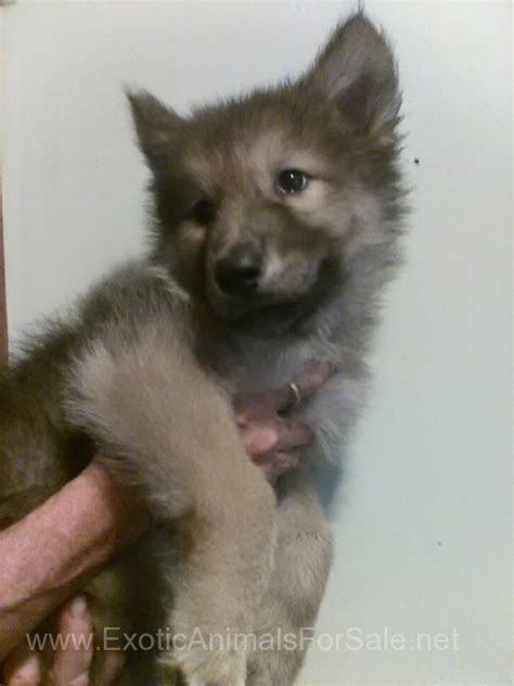 Arctic Wolf Pups for Sale