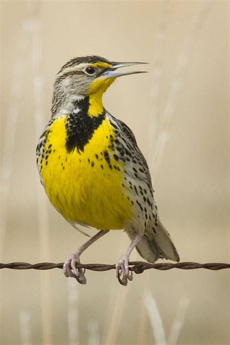 Pin by Guache Atelier on passaros | Bird sightings, Beautiful birds, Bird pictures