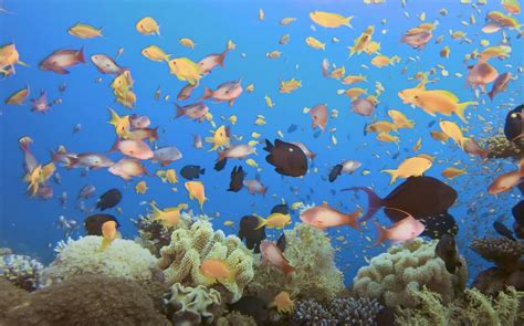 Do Loud Noises Scare Aquarium Fish? - Aquarium Inside