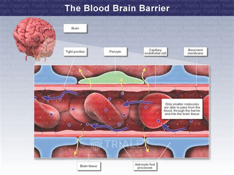 The Blood Brain Barrier - TrialQuest Inc.