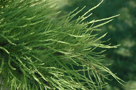 Pond Cypress (Taxodium distichum 'var. nutans') in Longview Kilgore Tyler Marshall Texas THGC ...