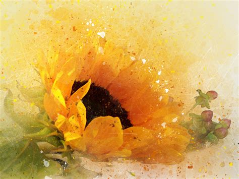 Sunflower Watercolor And Splatter Free Stock Photo - Public Domain Pictures