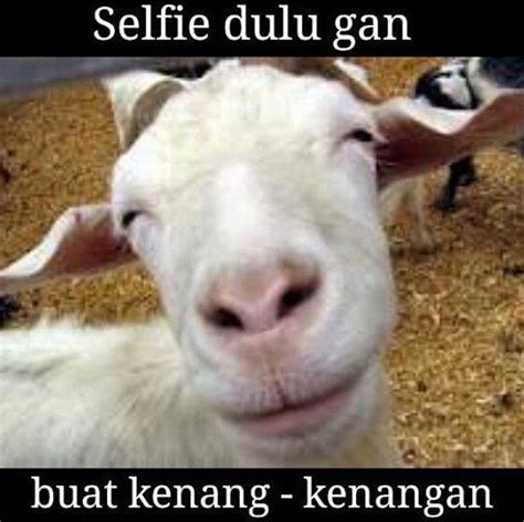 20 Meme 'Pesan Terakhir Kambing & Sapi' Ini Ceriakan Idul Adhamu - Lucu.ME - Gambar Meme Berita ...