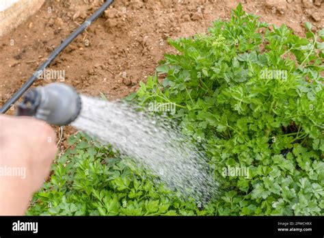 Woman's hand watering parsley in her home garden Stock Photo - Alamy