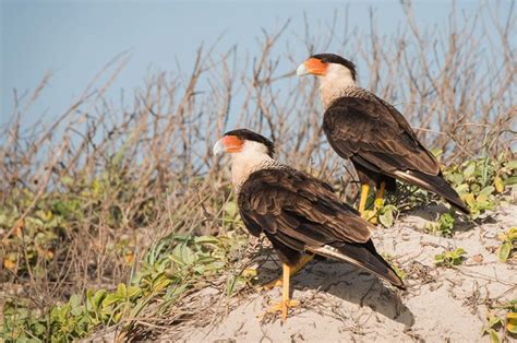 Crested Caracara Habitat & Management Information - LandPKS