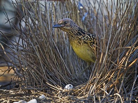 Western Bowerbird - eBird