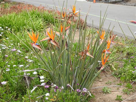 Strelitzia Juncea - TROPICAL LOOKING PLANTS - Other Than Palms - PalmTalk