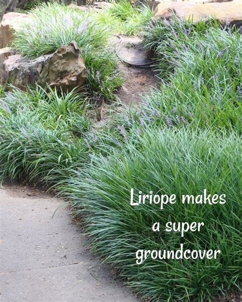 Drought tolerant liriope makes an outstanding ground cover – Artofit