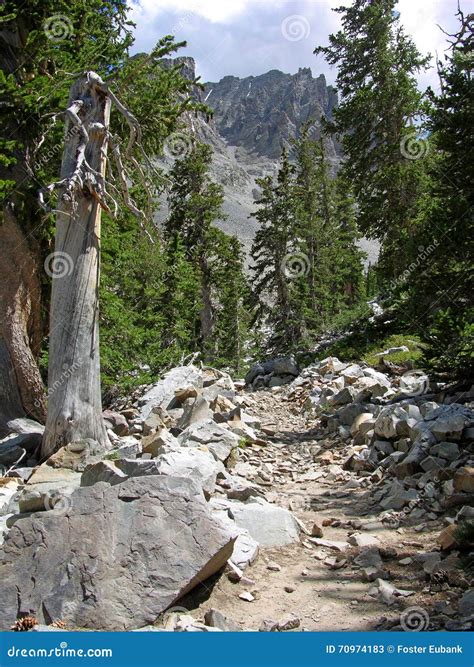 Hiking Trail among Bristlecone Pines in the Great Basin National Park, Nevada Stock Image ...