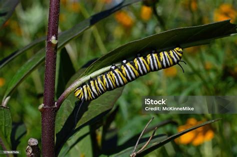 Ulat Kupukupu Monarch Pada Batang Milkweed Foto Stok - Unduh Gambar Sekarang - Alam, Amerika ...