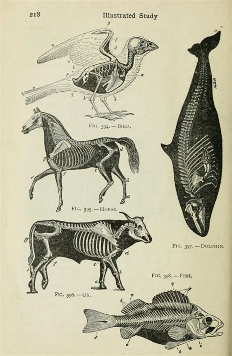 Scientific Illustration | Scientific drawing, Scientific illustration, Anatomy art