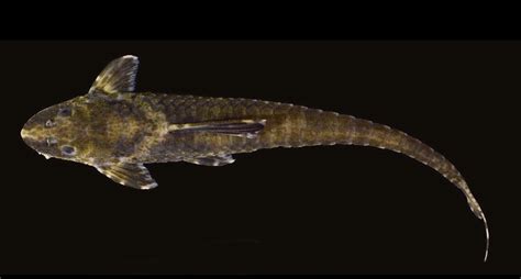 [EN] A new species of Loricariidae discovered thanks to Amazon Fish project