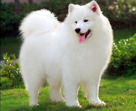 a large white dog standing on top of a lush green grass covered field ...