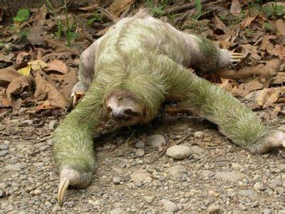 ShukerNature: HOW GREEN WAS MY POLAR BEAR? | Sloth, Weird animals, Animals