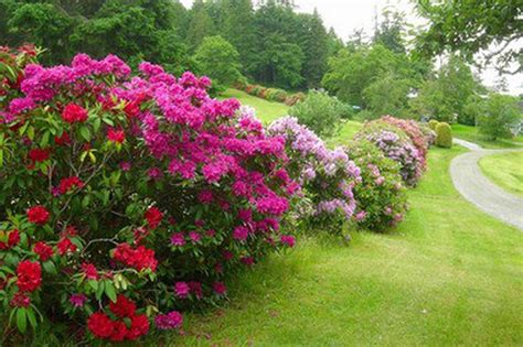 LAWN AND GARDEN: Rhododendrons -- so beautiful and yet so misunderstood ...