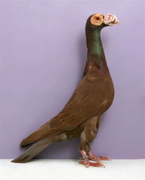 Bizarre Gallery of Grand National Champion… Pigeons!?! [30 pics] | Pigeon breeds, Fancy pigeon ...