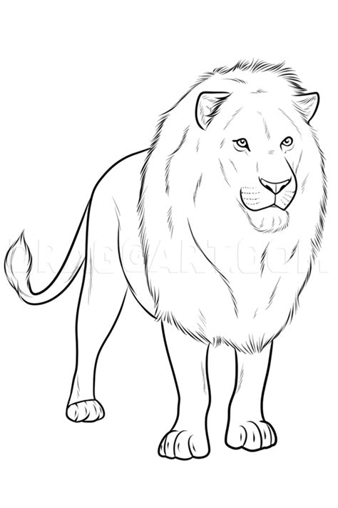 Drawing A Realistic Lion, Step by Step, Drawing Guide, by Dawn ...