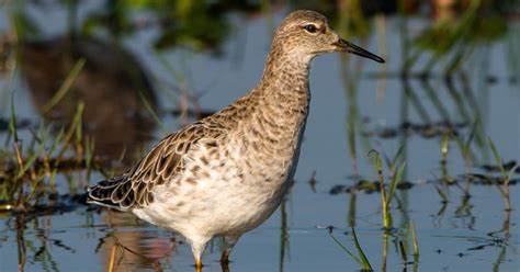 Ruff | Bubo Birding