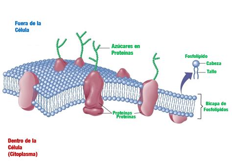 Partes De La Membrana Celular Para Dibujar Consejos Celulares | Porn ...
