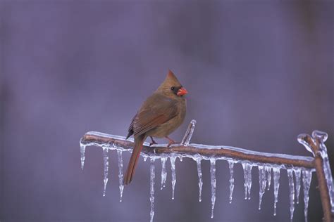 Free Images : nature, winter, wing, wildlife, ice, red, beak, fauna, songbird, vertebrate, finch ...