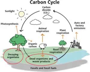 Why are decomposers important for ecosystems? – Outlife Expert