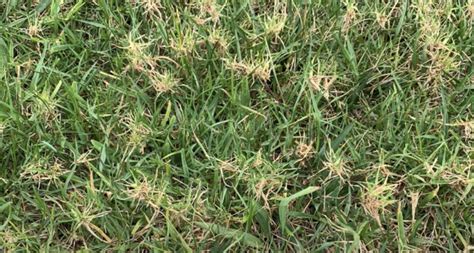 Bermudagrass mite - Turf Diseases