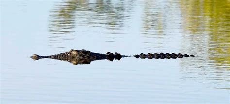 Anaconda vs. Crocodile: Who Would Win?