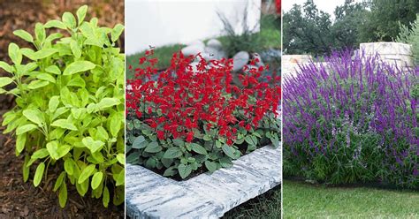 16 Best Types of Sage Varieties to Grow in Your Garden