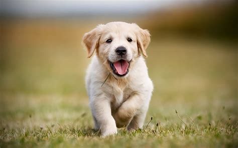 Golden Retriever, puppy, labradors, running dog, dogs, pets, cute dogs, small labrador, HD ...