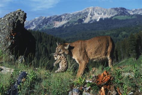 "Moving to a New Den" - Mountain Lion with Cub - Ken Jenkins Photography