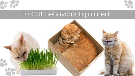 10 Cat Behaviors Explained - YouTube