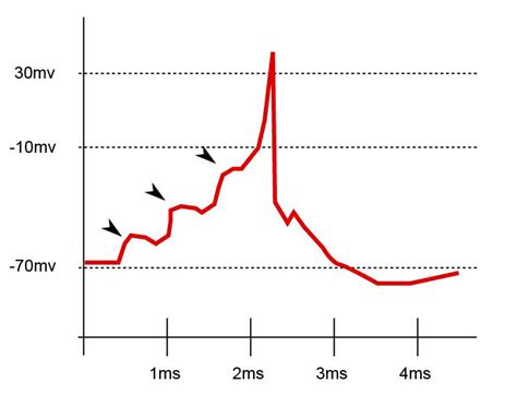 Excitatory postsynaptic potential - Psychology Wiki