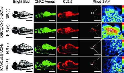 In vivo fluorescence imaging with and without NIR light treatment (0.8... | Download Scientific ...