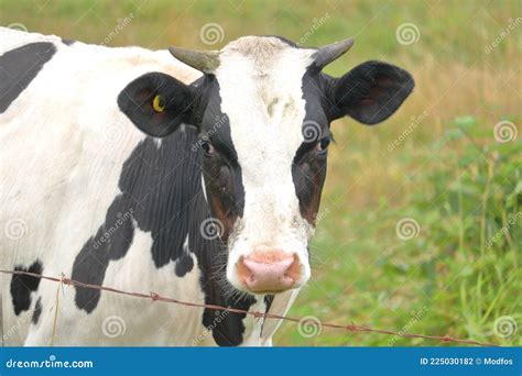 Holstein-Friesian Dairy Cow with Horns Stock Photo - Image of milking ...