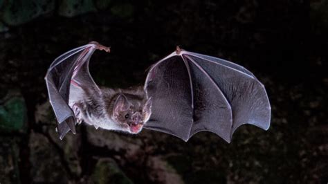 Lost genes may help explain how vampire bats survive on blood alone