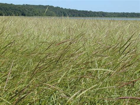 Minnesota State Grain | Wild Rice