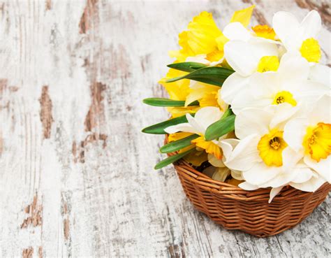 Narcissus flower arrangement Stock Photo 03 free download