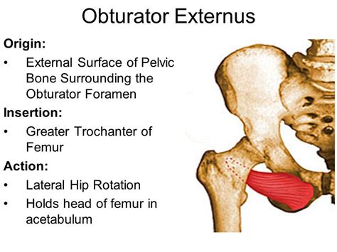 obturator externus - Google Search | Pelvic bone, Lower limb, Greater trochanter