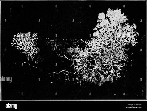 Fuligo septica slime mold Black and White Stock Photos & Images - Alamy