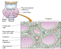 YEAR 2; ENDOCRINE; PBL 11 Flashcards - Cram.com