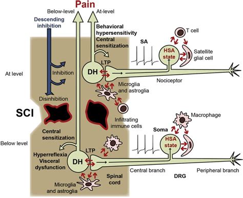 Central and somal signals received by nociceptors during SCI, and... | Download Scientific Diagram