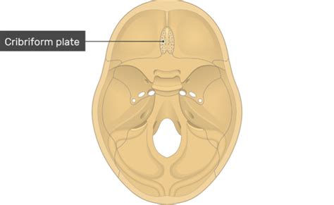 Cribriform Plate - Location, Anatomy, Clinical Significance and FAQs