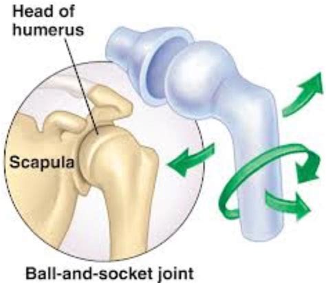 Ball and socket joint : one type of synovial joint. Multiaxial . A ...