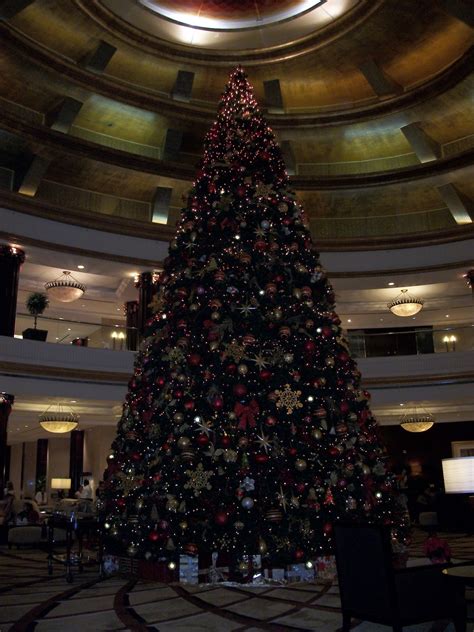 Abu Dhabi Adventures: The Christmas Trees of Abu Dhabi