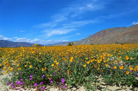 Super Bloom in California's Anza Borrego Desert State Park - Ounce of Salt