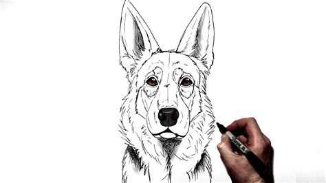 Easy Drawings Of German Shepherds