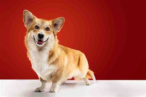 Cute Dog Breeds - Discover the Top 15 | The world dogs