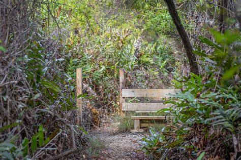 The Mastic Trail - Grand Cayman - Cayman Islands — The Beach