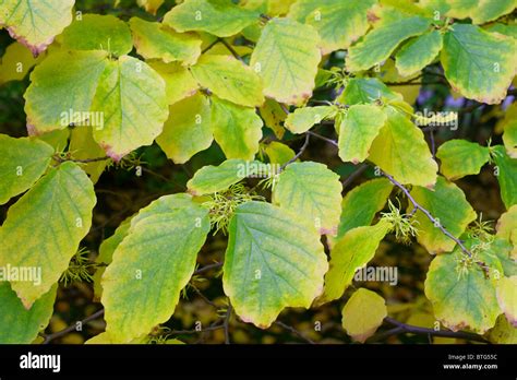 Chinese Bittersweet Oriental Bittersweet autumn fruits berries and ...