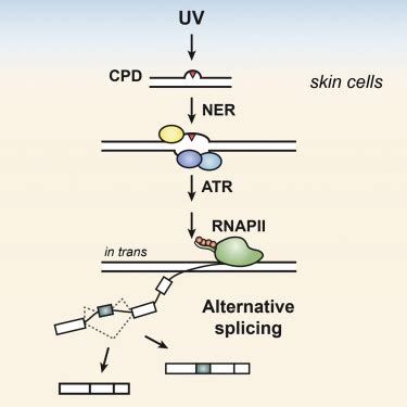 Major Roles for Pyrimidine Dimers, Nucleotide Excision Repair, and ATR in the Alternative ...